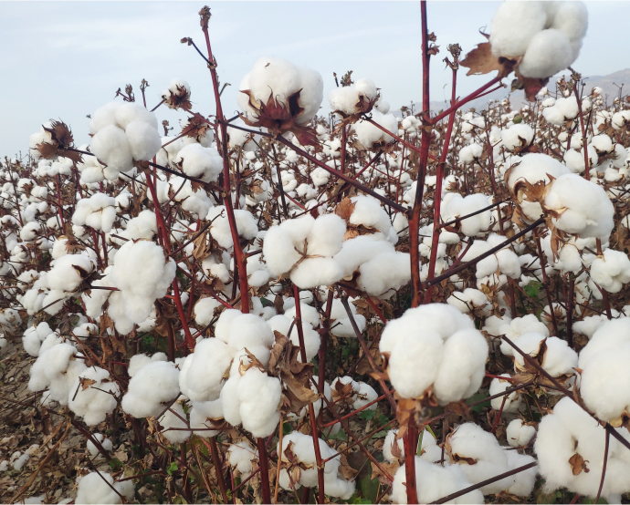 cotton